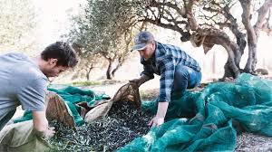 Simply so, do ornamental plum trees bear fruit? Trees Don 39 T Bear Fruit Overnight