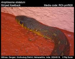 Image result for Amphiasma