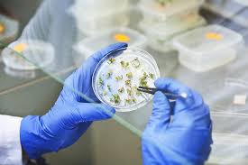 Articles cited by public access. Jim Haseloff On Twitter Five Reasons Why Gene Editing In Plants May Be Good For The Bioeconomy The Environment And Us Article From The Earlham Institute Https T Co Cmssdszcsr Https T Co Xzenshfix8
