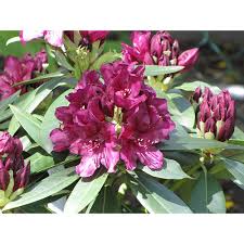 Rhododendrons are grown for their impressive flowers which usually bloom during the spring time. Rhododendron Compact Hybrid Polar Night 7 5l Rhododendrons Azaleas And Camellias Polhill Garden Centre