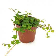 Image result for Ficus persicifolia