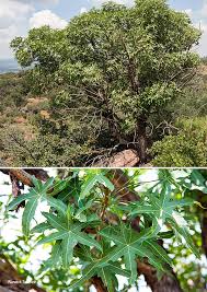 Image result for Cussonia natalensis