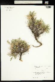 Image result for Astragalus atropilosulus