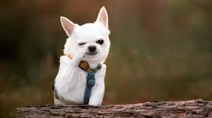 Image result for Recreation Pets Dogs Web Graphics