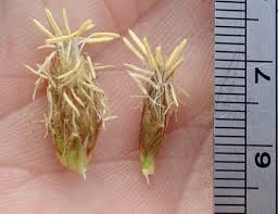 Image result for Bolboschoenus glaucus