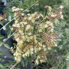 Image result for Lawsonia inermis