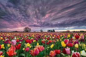 Sunset Over Wooden Shoe Tulip Farm Hdr Tulip Fields Most Beautiful Flowers Flower Field