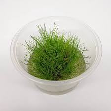 Image result for Eleocharis caduca