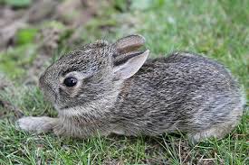 orphaned cottontail care mohrs