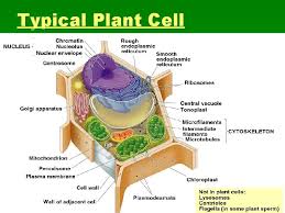 • scattered within cytoplasmic matrix or organized into networks and parallel arrays. The Study Of Cells Light Microscope Lms Visible