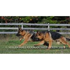 Prefer two dogs so they can have a play mate. Seelenvoll German Shepherds German Shepherd Dog Breeder In Penobscot Maine
