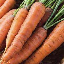 reussir la culture des carottes culture carotte carotte plantes sauvages comestibles