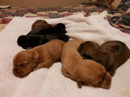 These playful, loving dachshund mix puppies are a cross between a dachshund and another dog breed. Adorable Schweenie Puppies Shih Tzu Dachshund Mix For Sale In Riceville Tennessee Classified Americanlisted Com