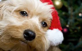 Cuteness and the cheer of the sit back, relax and get in the holiday spirit with the cutest christmas puppies you're going to see this season! Cute Christmas Santa Puppy Wallpaper Gallery Yopriceville High Quality Images And Transparent Png Free Clipart