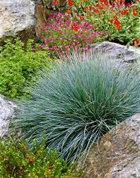 Most ornamental grasses require full sun and will bloom either in the spring or fall depending on if they are cool or warm season grasses. Prettiest Ornamental Grasses To Plant In Your Landscape Better Homes Gardens