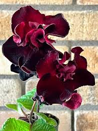 Image result for Streptocarpus rhodesianus