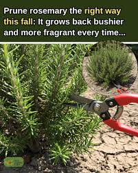 Image result for rosemary pruning