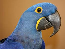 Care for animals online für ihr tier. Exotic Pet Care Information Avian Exotic Animal Hospital Of Louisiana