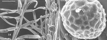 Image result for Wajira grahamiana