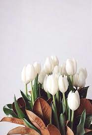 Aesthetic wallpaper for android and iphone#aestheticwallpaper#aestheticphotography#aestheticbackground#spaceaesthetic#. Bouquet Of White Tulips Flower Aesthetic Tulips Flowers Winter Flowers