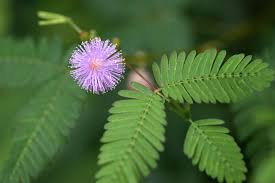 We are the longest running tropical and rare fruit tree nursery in orange county. Sensitive Plant Mimosa Pudica Care Growing Guide