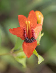 Image result for Ruttya fruticosa