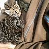Imagen de la noticia para gato onza de Primera Edición S.A (Comunicado de prensa)