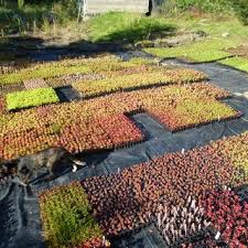 Sedum Et Toiture Toiture Vegetalisee Toit Vegetal Toit Vert Toiture Vegetale Vegetalisation De Toiture Toit Ecologique Toiture Vegetalisee Toit In 2020