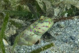 Image result for Cincinnobotrys speciosus