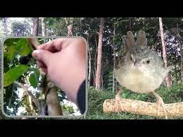 Ampuh Pikat Ciblek Gunung Dengan Mp3 Suara Cigun Asli Alam Yang Satu Ini