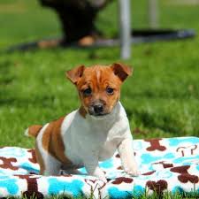 Small, and light built, with a stocky conformation and hairy appearance as the jack russell terrier; Foxy Russell Puppies For Sale Greenfield Puppies