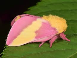 Rosy maple moth (dryocampa rubicunda). Rosy Maple Moth Facts