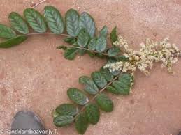 Image result for Cnestis