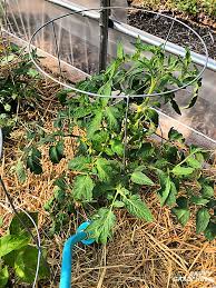 To give tomato transplants a better chance for more successful growing, cut off the transplant's bottom leaves and set the root ball in a planting. How Often Do You Water Tomato Plants In Garden Beds Or Pots