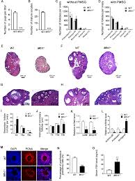 Mitofusin 1 Is Required For Female Fertility And To Maintain