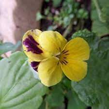 Just Seed British Wild Flower Wild Pansy Viola Tricolour 500 Seeds Amazon Co Uk Garden Outdoors British Wild Flowers Pansies Wild Flowers
