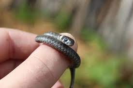 Just A Cute Baby Grass Snake Natrix Natrix Snake Cute Snake Cute Babies