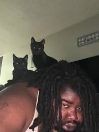 Introduction to New Cat Owners