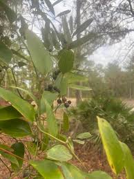 Image result for Grewia olukondae