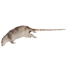 Dead Clipart Dead Animal Dead Dead Animal Transparent Free For Download On Webstockreview 2020 Death fish , dead fish s transparent background png clipart. dead clipart dead animal dead dead