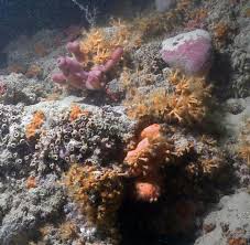 Es ist wie eine bunte stadt unter wasser: Erstes Korallenriff Seiner Art Vor Italien Entdeckt Welt