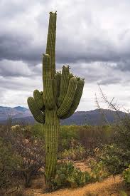 If you would like the photo matted and framed, please contact me to discuss mat and frame. Saguaro Cactus In Bloom Saguaro National Park Arizona Photograph By Lawrence S Richardson Jr