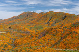 Check spelling or type a new query. Walker Canyon Poppy Super Bloom In Lake Elsinore 2019 California Through My Lens