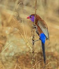 Violet Eared Waxbill Mankwe Way Pilanesberg National Park World Birds Bird Pictures Animals