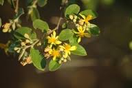 Image result for Grewia monticola