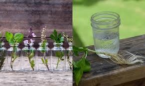 Herbs Vegetables Plants You Can Grow