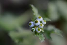 Image result for Dichrocephala integrifolia