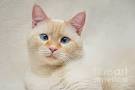 flame point siamese price