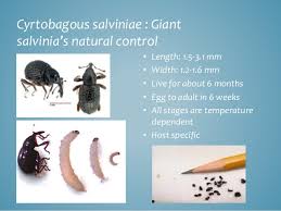 The reproductive morphology and physiological age grading of the female salvinia weevil, cyrtobagous salviniae calder and sands. Giant Salvinia A Growing Problem And A Natural Control