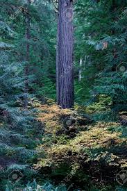 Maybe you would like to learn more about one of these? Trunk Of Douglas Fir In Pacific Northwest Forest Stock Photo Picture And Royalty Free Image Image 6294380